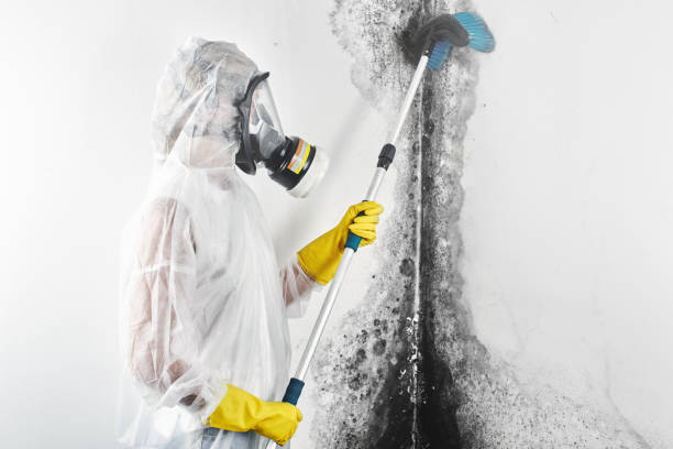 Best Mold Documentation for Insurance Claims  in Hudson, MI