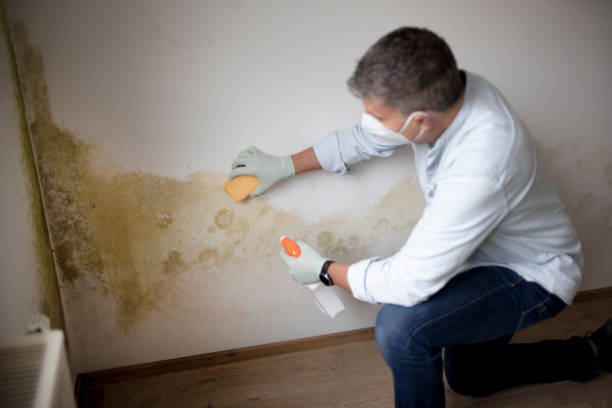 Best Biohazard Mold Removal  in Hudson, MI