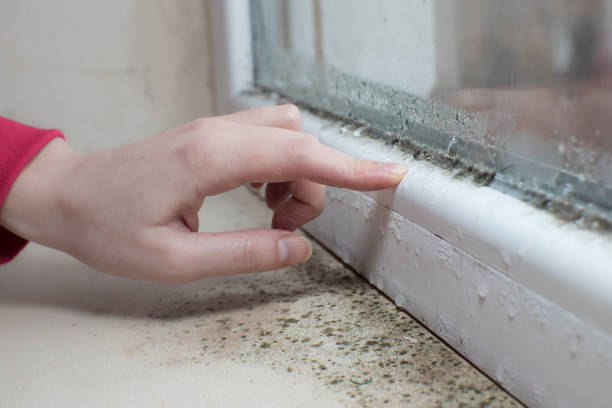 Mold Remediation for Rental Properties in Hudson, MI