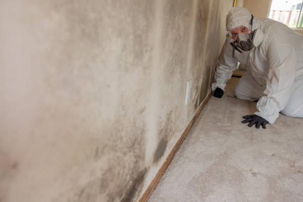 Best Water Damage & Mold Remediation  in Hudson, MI